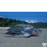 گونه لاکپشت چرمی Leatherback Turtle